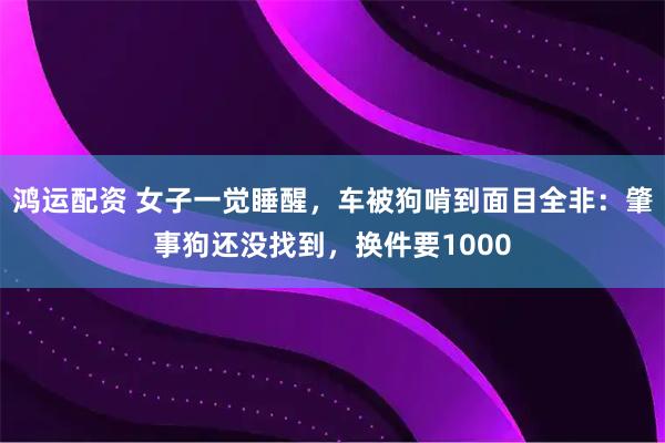 鸿运配资 女子一觉睡醒，车被狗啃到面目全非：肇事狗还没找到，换件要1000